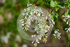 ä¸­å›½å…¬å›­ä¸é¦™èŠ± Lilac flowers in Chinese parks